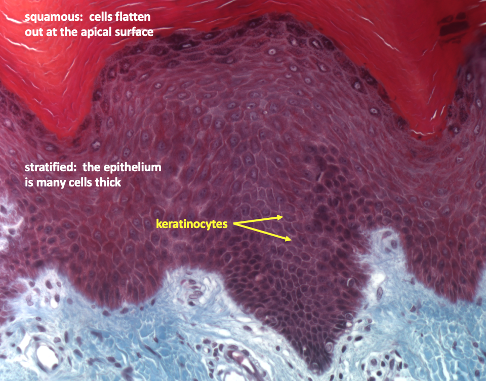 high magnification view of epidermis focussing in on keratinocytes