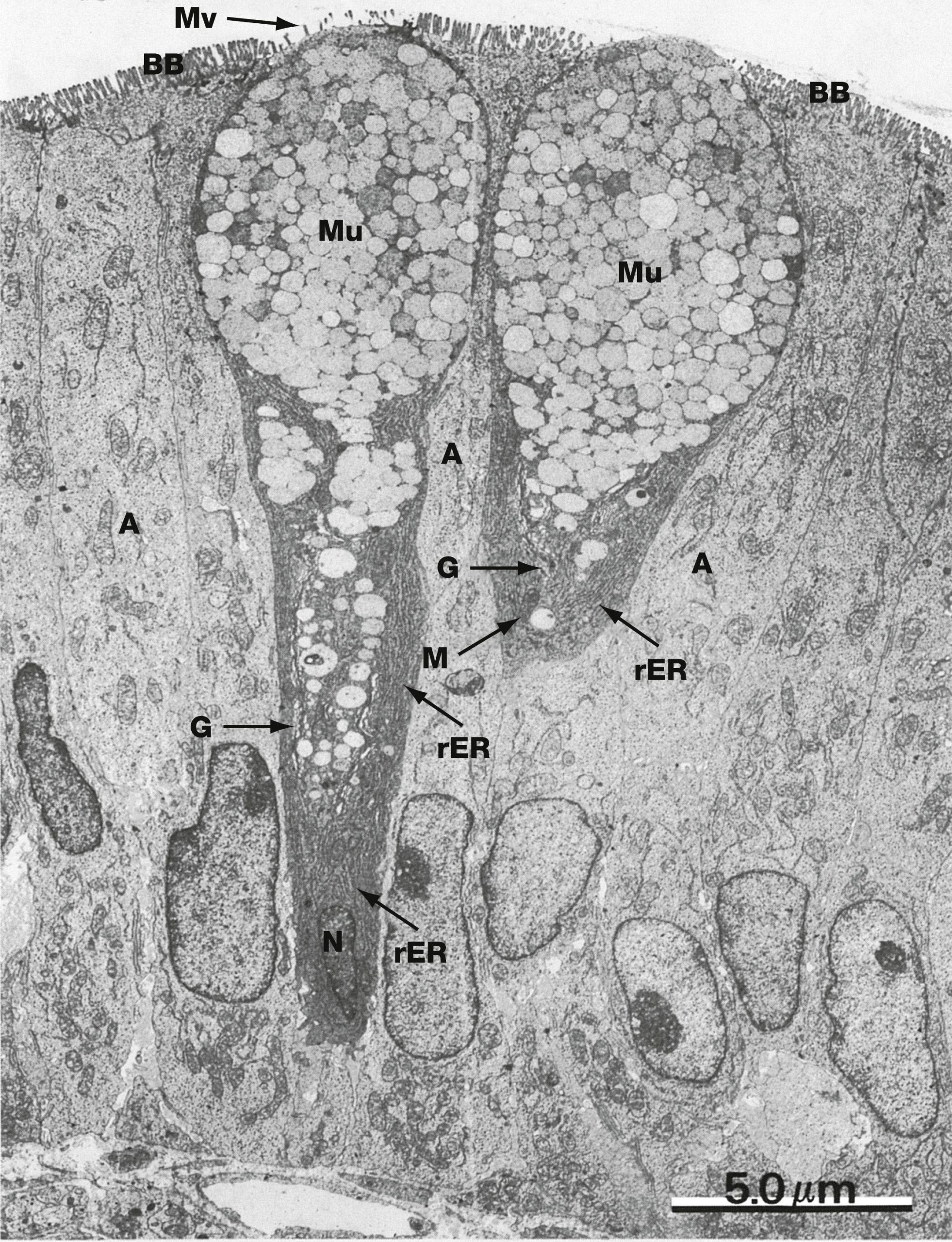 2 goblet cells in the intestinal epithelium