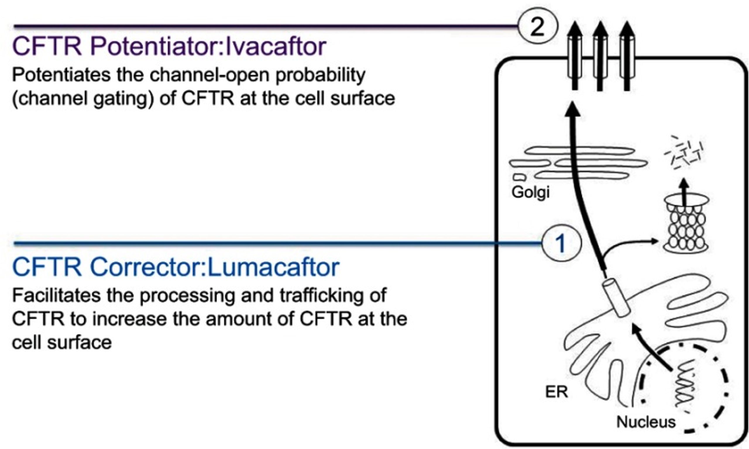 schematic cell showing that CFTR potentiators help mutant CFTR traffic to the plasma membrane and CFTR correctors help mutant CFTR channels stay open