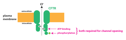 schematic of CFTR protein which is a chloride channel that requires ATP binding and phosphorylation to open