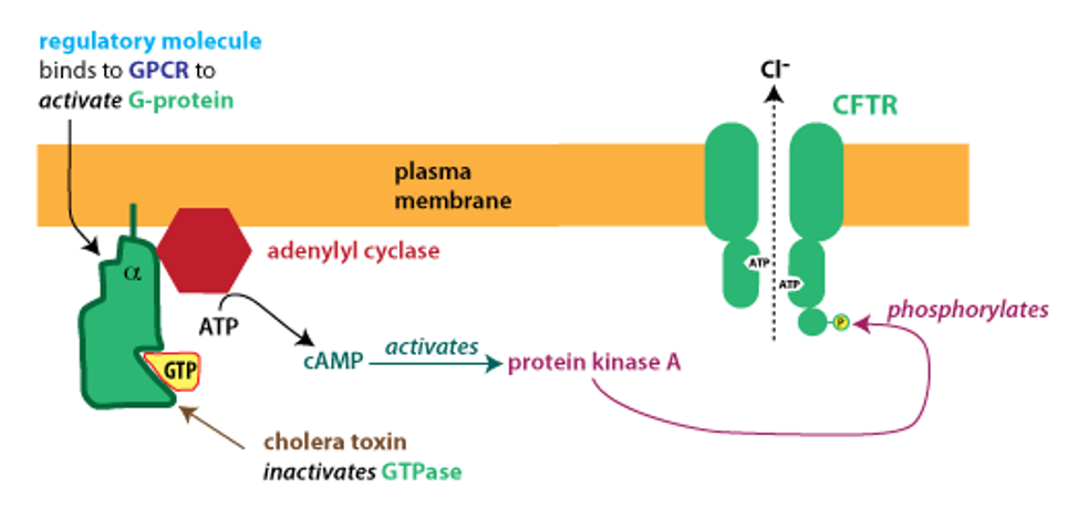 the effect of cholera toxin on the regulation of CFTR