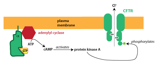 regulation of CFTR by protein kinase A