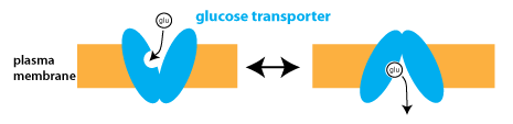 schematic drawing of the glucose transporter in two different conformations