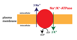 sodium-potassium pump moves 3 sodium ions out of the cell and 2 potassium ions into the cell