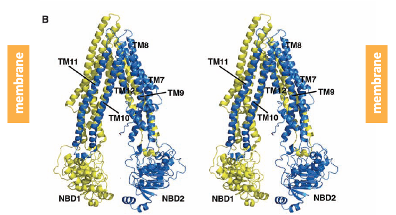 protein structure of P-glycoprotein-1