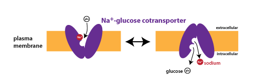 two conformation of the sodium glucose cotransporter