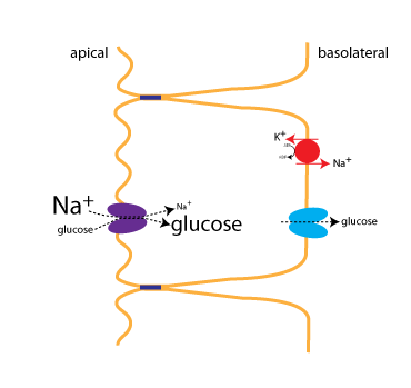 location in the cell of proteins involved in absorption