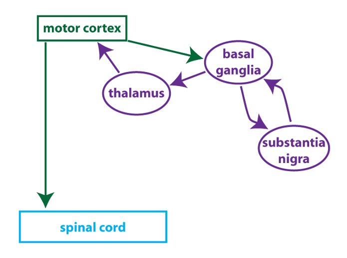 simplified circuitry showing the connections of the basal ganglia to the motor cortex