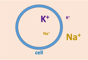 potassium is high inside of cells and low outside; sodium is high outside cell and low inside