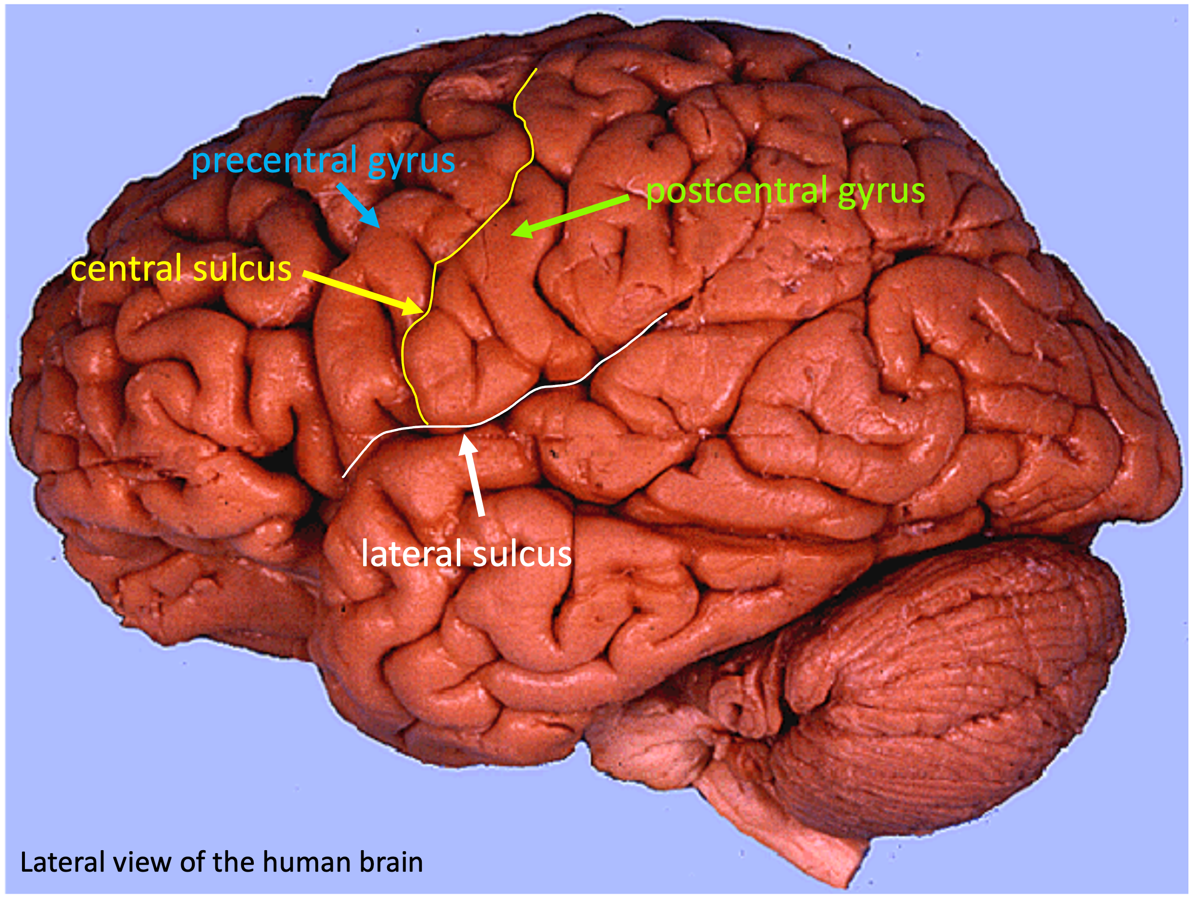 lateral view of the human brain showing the lateral sulcus and the central sulcus