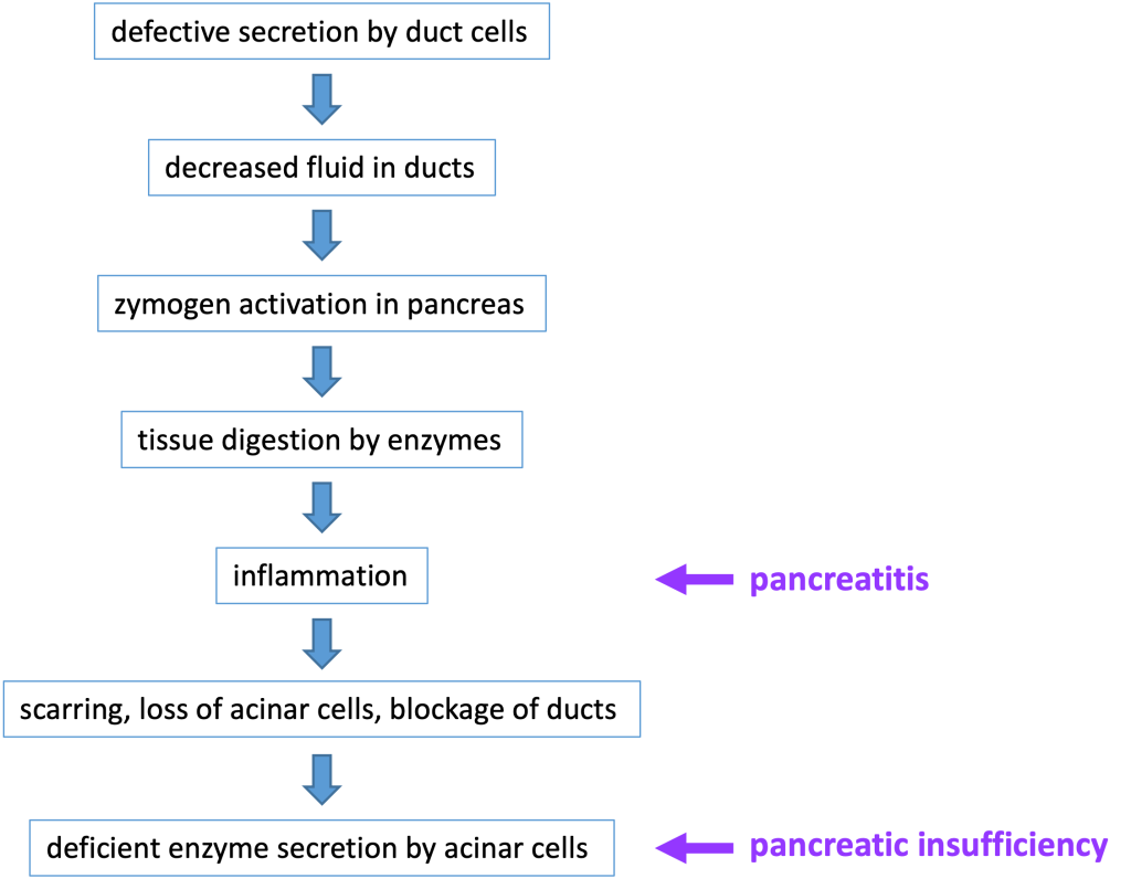 flow chart of the steps leading to pancreatic damage in cystic fibrosis