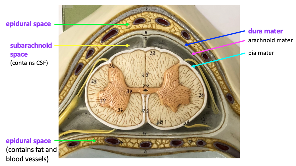 model of cross-section of spinal cord showing meninges and spaces