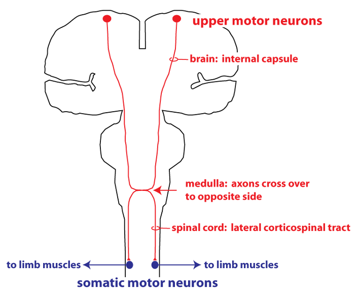 schematic frontal section showing pathway of upper motor neurons