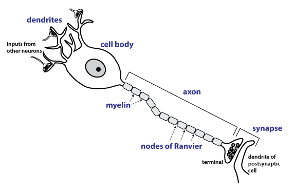 schematic drawing of a neuron showing dendrites, cell body, axon, myelin, axon terminal, and synapse