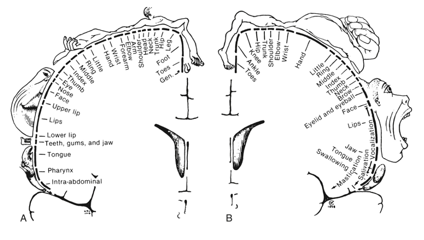 sensory (left) and motor (right) homunculus body part representation in the somatosensory and motor regions of the brain