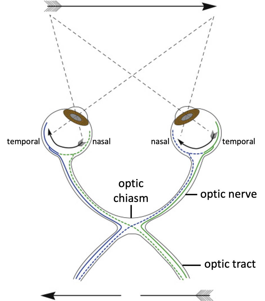 pattern of axonal projections in the visual pathways