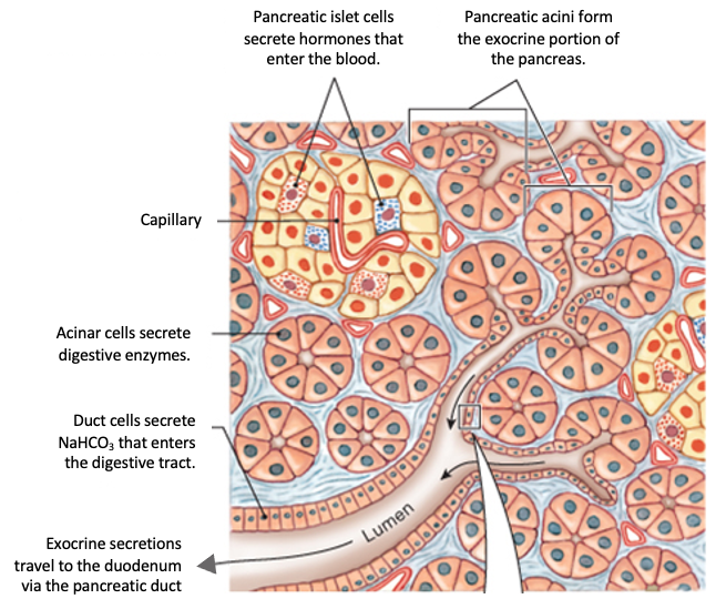 drawing of secretory tissue of the pancreas