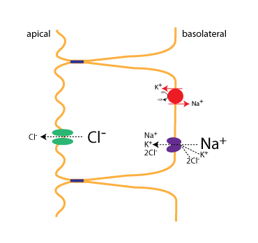 arrangement of proteins involved in secretion