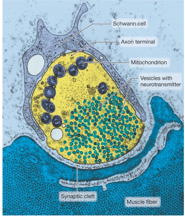 pseudocolored EM showing axon terminal of somatic motor neuron filled with synaptic vesicles