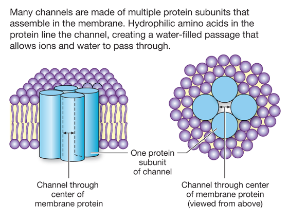 schematic drawing of a channel with four subunits in side view (left) and top view (right)