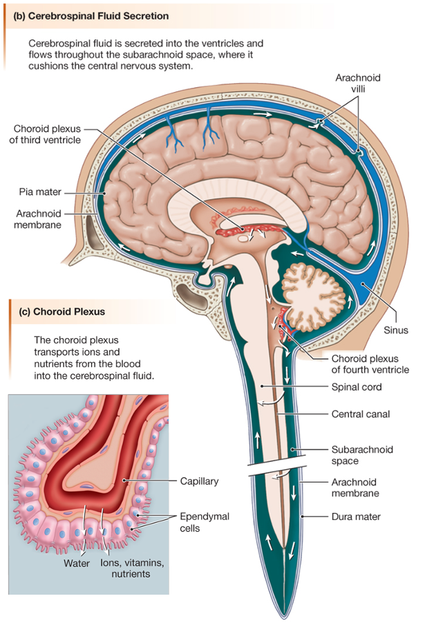 pathway of secretion and flow of CSF with inset showing structure of choroid plexus