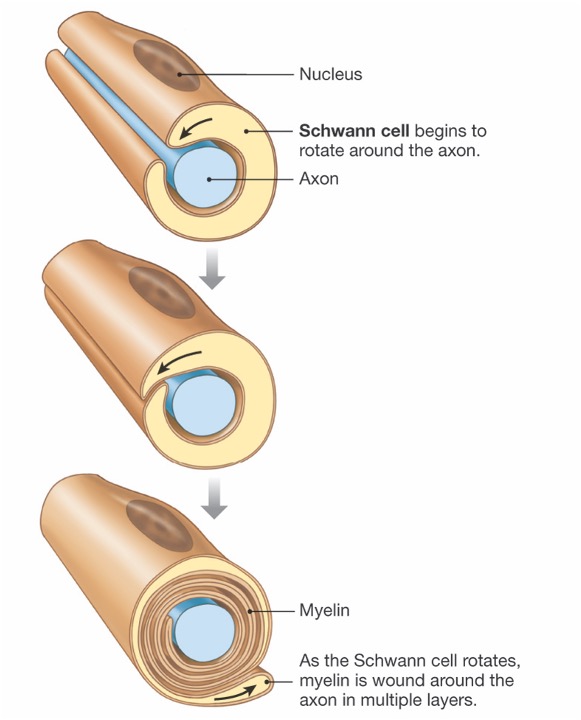 myelin formation in the peripheral nervous system