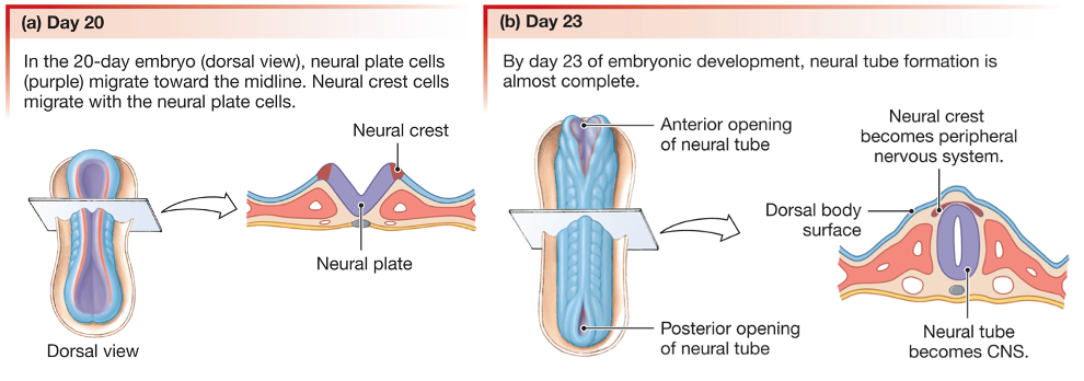 drawing showing the formation of the neural tube during development