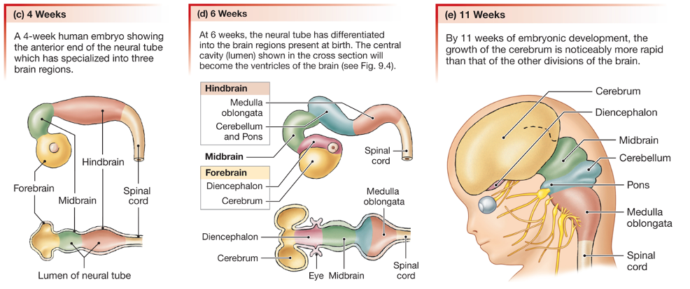 drawings showing stages of brain development