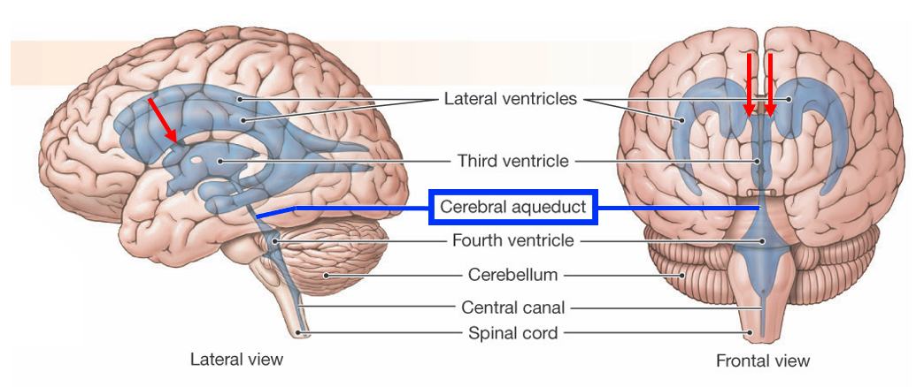 lateral and anterior views of transparent brain showing position of blue ventricles