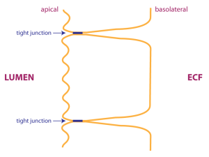 schematic epithelium showing tight junctions