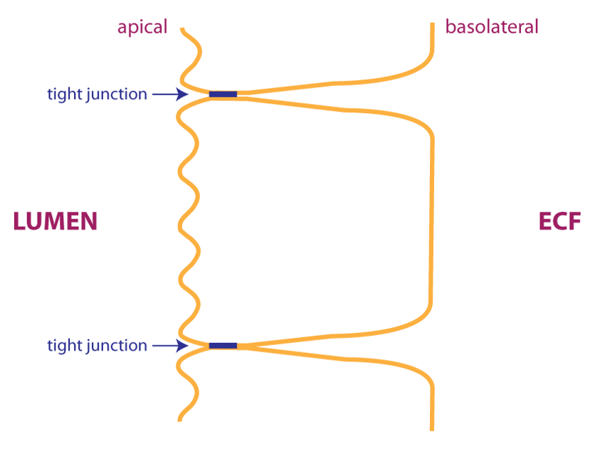 schematic epithelium showing tight junctions