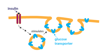 insulin stimulates fusion of vesicles containing GLUT with the plasma membrane