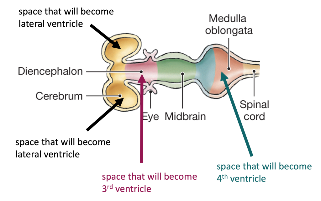 spaces in the neural tube that give rise to the 4 ventricles