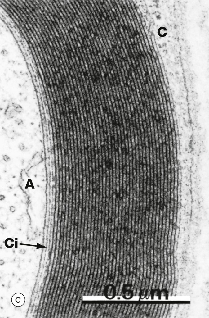 high magnification EM of myelin sheath