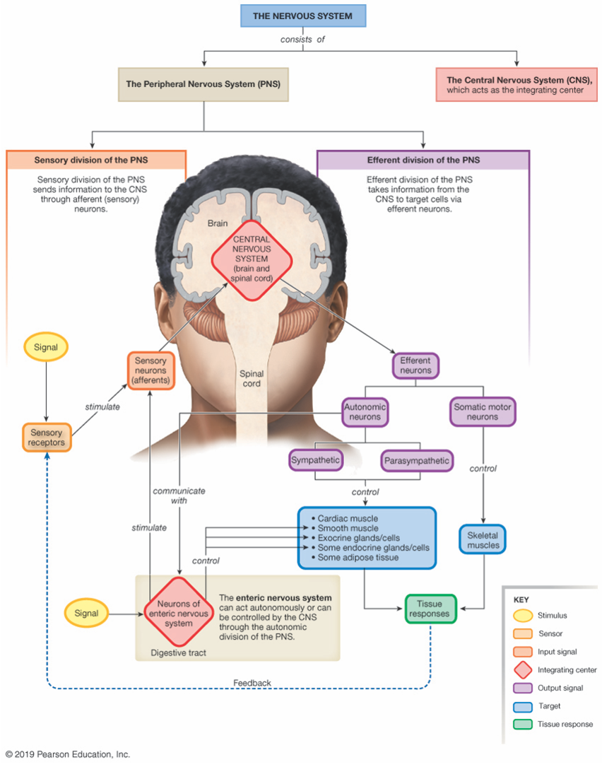 flow chart showing the organization of the nervous system, with a focus on the division of the peripheral nervous system