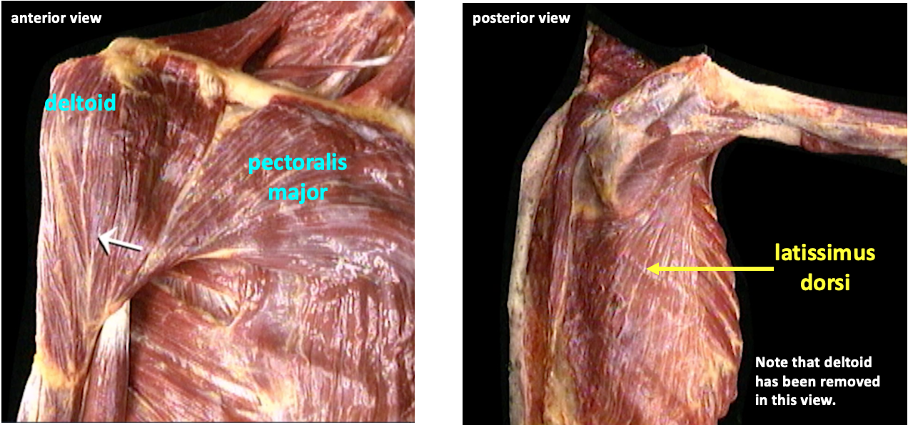 Left: anterior view showing pectorals major and deltoid; right: posterior view showing latissimus doors, with deltoid removed