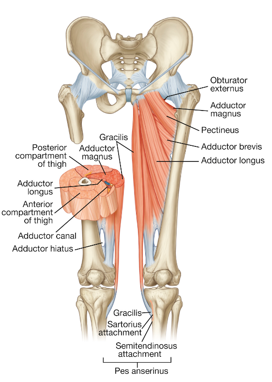 adductors of the leg showing attachments to pelvis (above) and sectional view (below, left)