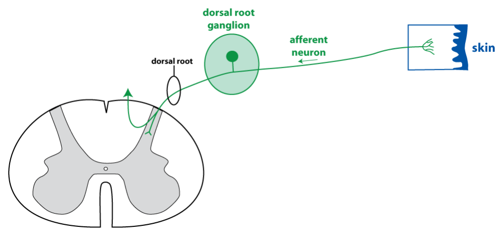 schematic drawing of an afferent neuron with sensory dendrites in the skin and cell body in the dorsal root ganglion