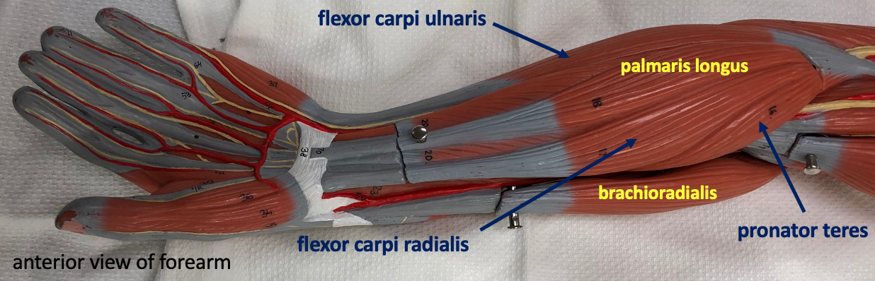 anterior view (palmar side) of the forearm