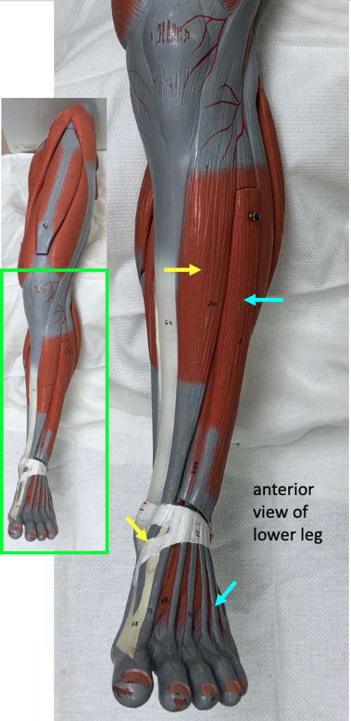 anterior view of the lower leg showing muscles that perform dorsiflexion