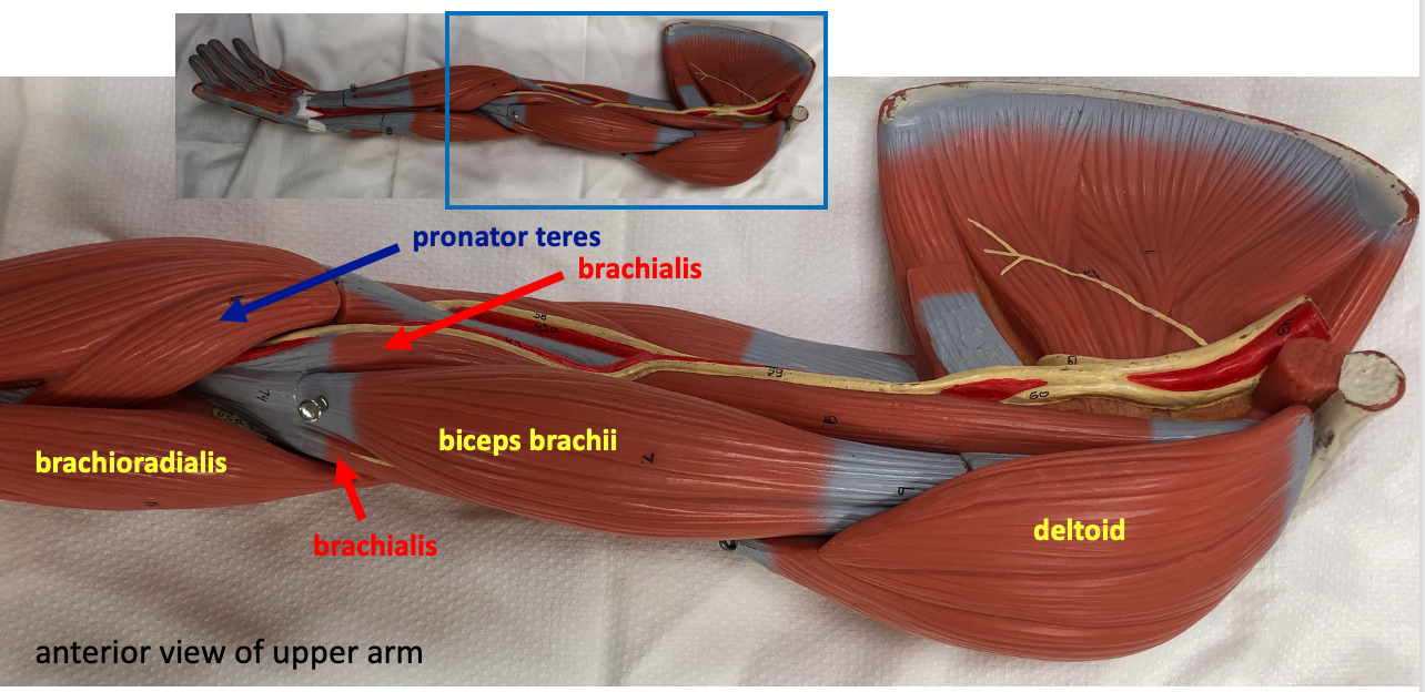 anterior view of upper arm in plastic model of the arm muscles, top inset shows full view of arm model for orientation