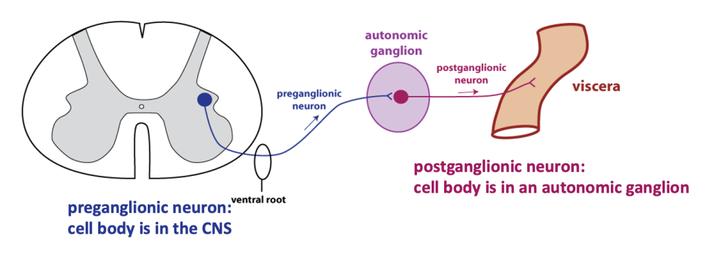 schematic drawing of autonomic efferent pathway