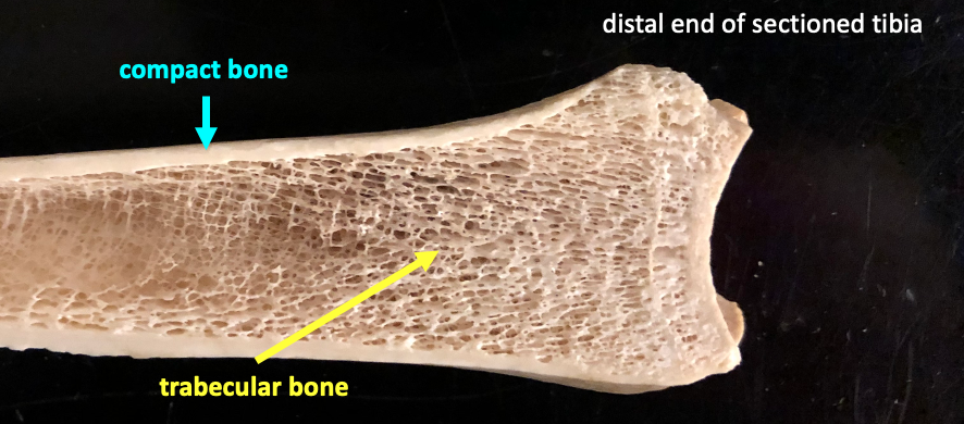 sectioned distal tibia showing compact bone at the edge and trabecular bone in the middle