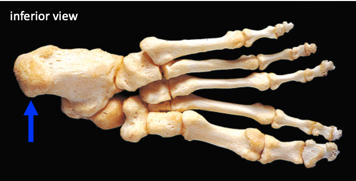 inferior view of the bones of the foot, with the calcaneus (heel) on the left