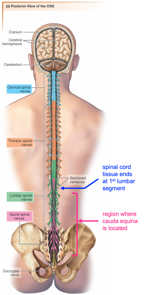 posterior view of body showing central nervous system and regions of the spinal cord