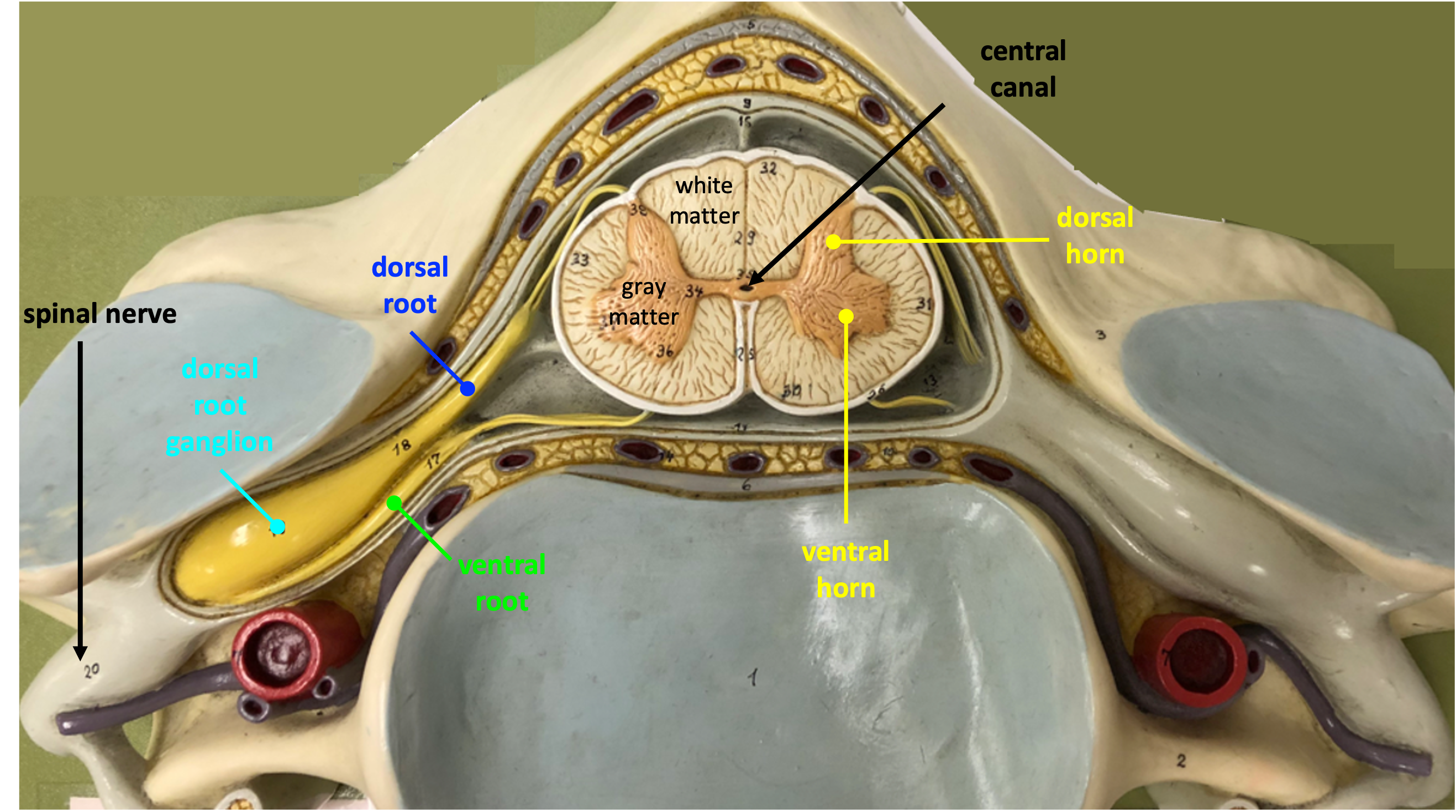 cervical spinal cord cross section with surrounding bone