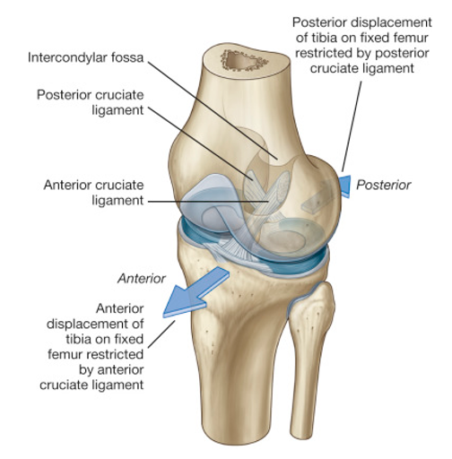 the cruciate ligaments prevent forward or backward movement of the femur relative to the tibia