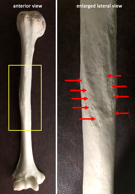 full humerus (left) and closeup of lateral surface showing deltoid tuberosity