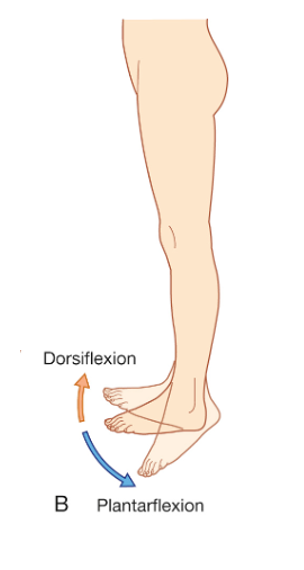 side view of leg showing dorsiflexion and plantar flexion movements at the ankle