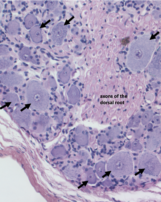 afferent neuron cell bodies inside the dorsal root ganglion